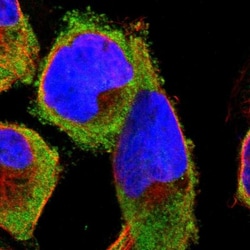 Ribosomal Protein S29 Antibody, Novus Biologicals:Antibodies:Primary Antibodies